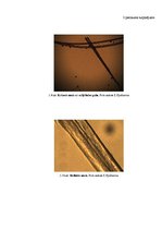 Referāts 'Matu krāsu sastāvs un ietekme', 28.