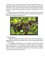 Referāts 'Bakteriālās iedegas', 8.