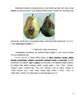 Referāts 'Bakteriālās iedegas', 9.