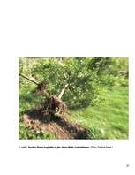 Referāts 'Bakteriālās iedegas', 19.