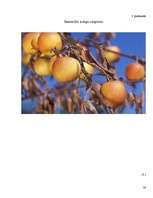 Referāts 'Bakteriālās iedegas', 28.