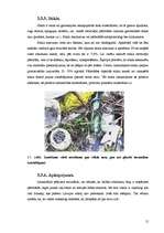 Referāts 'Atkritumu problēmas', 12.