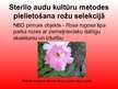 Prezentācija 'Rožu selekcija', 16.