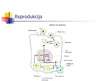 Prezentācija 'Gripa', 7.