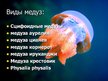 Prezentācija 'Медузы', 11.