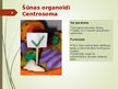 Prezentācija 'Šūnas organoīdi', 9.