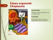 Prezentācija 'Šūnas organoīdi', 10.
