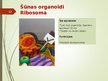 Prezentācija 'Šūnas organoīdi', 12.