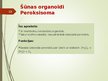 Prezentācija 'Šūnas organoīdi', 13.
