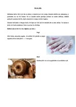 Konspekts 'Lietišķā etiķete māsu profesijā', 2.