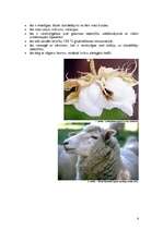 Referāts 'Lielmolekulārie savienojumi - šķiedras', 6.