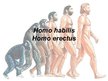 Prezentācija 'Homo habilis, Homo erectus', 1.