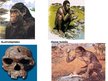 Prezentācija 'Homo habilis, Homo erectus', 5.