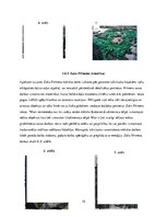 Referāts 'Atkritumi un māksla', 15.