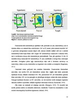Diplomdarbs 'Abiotisko vides faktoru ietekme uz cianobaktēriju attīstību', 14.