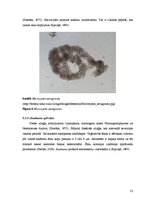 Diplomdarbs 'Abiotisko vides faktoru ietekme uz cianobaktēriju attīstību', 23.