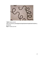 Diplomdarbs 'Abiotisko vides faktoru ietekme uz cianobaktēriju attīstību', 24.