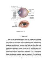 Referāts 'Acu aizsardzība un veselīga uztura ietekme uz redzi', 4.