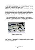 Referāts 'Acu aizsardzība un veselīga uztura ietekme uz redzi', 8.