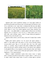 Referāts 'Ganības. Kvalitātes rādītāji. Agrotehnika', 19.