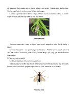 Referāts 'Ganības. Kvalitātes rādītāji. Agrotehnika', 34.