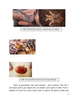 Eseja 'Gamasina adaptācijas dzīvei augsnē', 4.