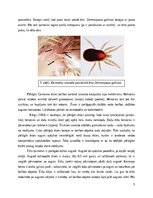 Eseja 'Gamasina adaptācijas dzīvei augsnē', 5.