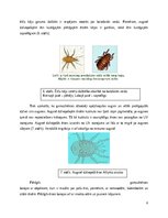 Eseja 'Gamasina adaptācijas dzīvei augsnē', 6.