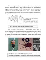 Eseja 'Gamasina adaptācijas dzīvei augsnē', 7.