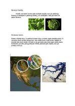 Konspekts 'Fraktālis', 2.