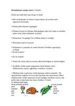 Konspekts 'Integrēta projektu nedēļa sākumskolā', 33.