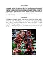 Konspekts 'Austersēnes', 1.