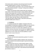 Referāts 'Priedes hibridizācijas izmēģinājumos gūtās atziņas', 6.