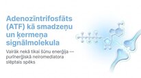 Prezentācija 'Adenozīntrifosfāts kā smadzeņu un ķermeņa signālmolekula', 1.