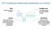Prezentācija 'Adenozīntrifosfāts kā smadzeņu un ķermeņa signālmolekula', 4.
