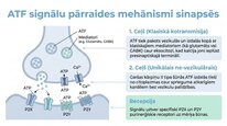 Prezentācija 'Adenozīntrifosfāts kā smadzeņu un ķermeņa signālmolekula', 5.