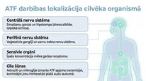 Prezentācija 'Adenozīntrifosfāts kā smadzeņu un ķermeņa signālmolekula', 7.
