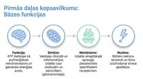 Prezentācija 'Adenozīntrifosfāts kā smadzeņu un ķermeņa signālmolekula', 13.
