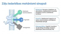 Prezentācija 'Adenozīntrifosfāts kā smadzeņu un ķermeņa signālmolekula', 17.