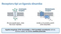 Prezentācija 'Adenozīntrifosfāts kā smadzeņu un ķermeņa signālmolekula', 18.