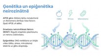 Prezentācija 'Adenozīntrifosfāts kā smadzeņu un ķermeņa signālmolekula', 22.