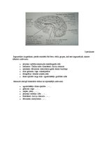 Konspekts 'Atmiņa kā izziņas process', 4.