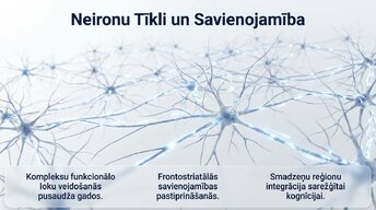 Prezentācija 'Pusaudžu smadzeņu neirobioloģija', 7.