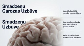 Prezentācija 'Pusaudžu smadzeņu neirobioloģija', 8.