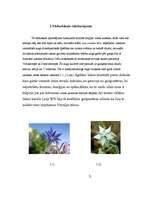 Referāts 'Gurķumētra', 3.