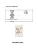 Referāts 'Gurķumētra', 4.