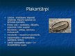 Prezentācija 'Gliemji un tārpi', 4.