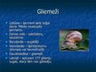 Prezentācija 'Gliemji un tārpi', 7.