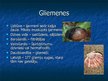 Prezentācija 'Gliemji un tārpi', 8.