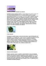 Referāts 'Meteori un meteorīti', 9.